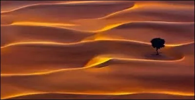 Il y a près de 7 000 ans que les membres d'Apis mellifera ont été domestiqués de par le monde. De quoi parle-t-on ?