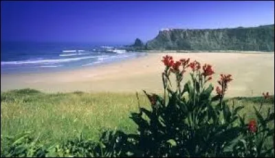 Dans quelle zone du monde l'âne fut-il domestiqué ?