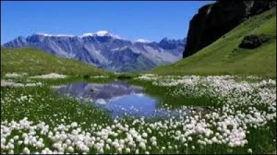 Quel volatile, "Anser anser", a été domestiqué il y a environ 3 600 ans pour la viande, le foie et parfois monter la garde ?