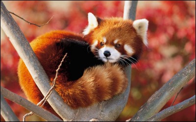 Les pandas roux mangent-ils du bambou ?