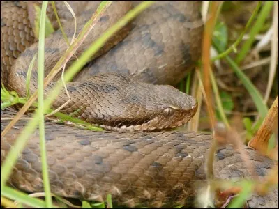 La couleur du bout de la queue d'une vipère aspic est-elle rouge ?