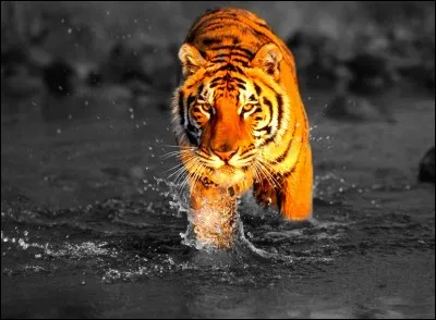 O&ugrave; le tigre r&eacute;side-t-il ?