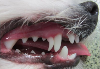 Combien les chiens adultes ont-ils de dents ?