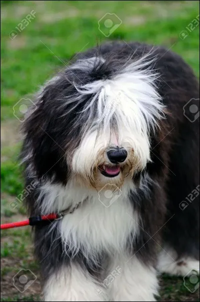 Quelle est la longévité moyenne des chiens ?