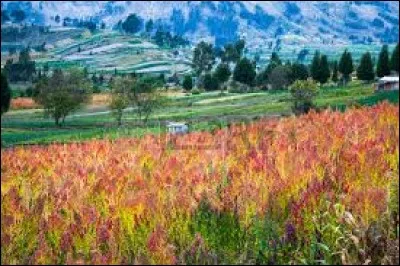 Par qui la citrouille, d'un bel éclat jaune orangé, fut-elle domestiquée voilà près de 10 000 ans ?