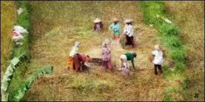 Vers quelle période, les lentilles, féculents consommés depuis déjà des millénaires, arrivèrent-elles en Europe ?