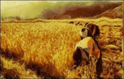 Les abricots ont été importés du Caucase.