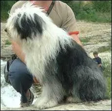 Quelle est cette race ?