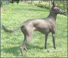 Quelle est cette race ?