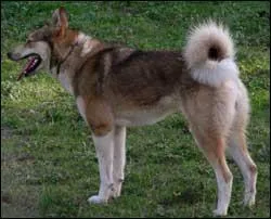 Quelle est cette race ?