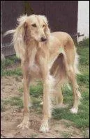 Quelle est cette race ?