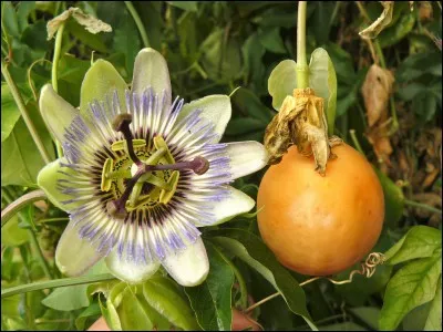 Titre de Francky Vincent !