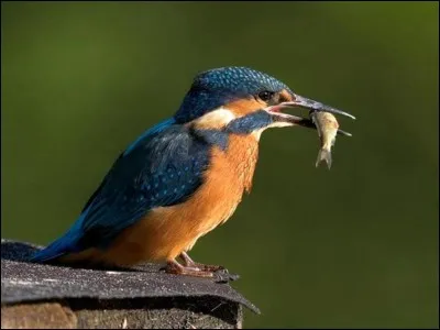 Un titre de Juliette Gréco !
