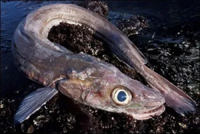 Quel nom porte aussi ce poisson, nommée Julienne ?