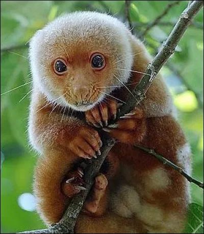 Quel est le nom de ce marsupial ?