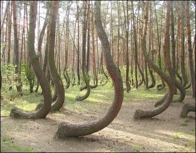 C'est une forêt située en Pologne, dans laquelle les troncs des arbres suivent une forte courbe. Que peut-on en penser ?