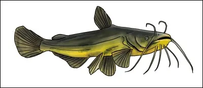 Quel est l'origine du nom du poisson-chat ?