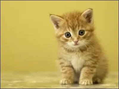 "Usa + nom". Quelle définition correspond au troisième mot ? (Relire la consigne.)