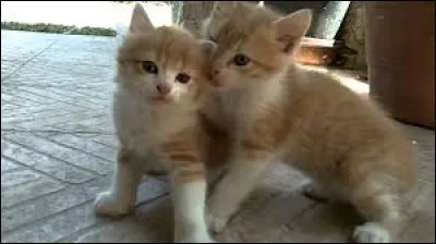 "Pal + nie". Mélangez toutes les lettres pour découvrir le troisième mot dont la définition est...