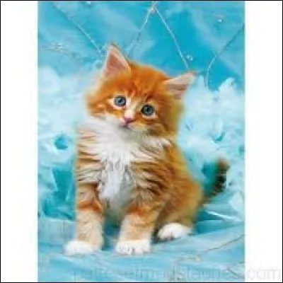 "Dinde + ver". La définition du nouveau mot est...