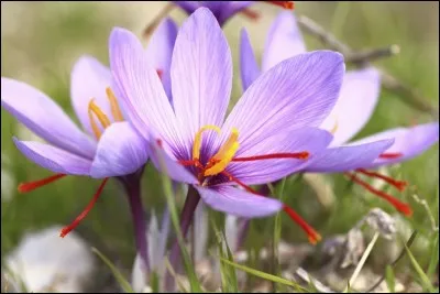 On parle toujours de pistil de safran, mais c'est à tort. Ce sont les 3 stigmates du crocus que l'on récolte. À votre avis, combien faut-il cueillir de fleurs pour récolter 1 gramme de cette épice?