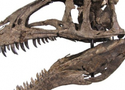 Quiz Identification de dinosaures carnivores
