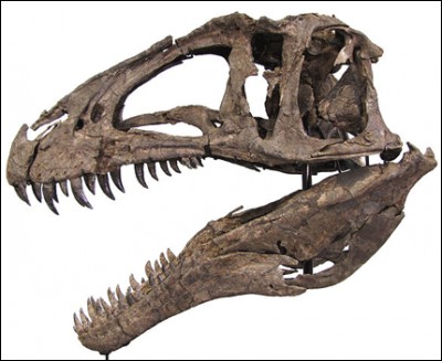 À quel dinosaure carnivore appartient ce crâne ? À un