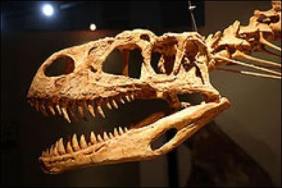À quel dinosaure carnivore appartient ce crâne ? À un 