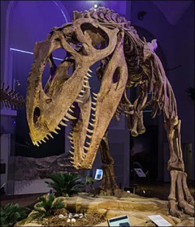 À quel dinosaure carnivore appartient ce squelette ? À un..