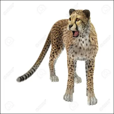 Quelle est la plus grande vitesse enregistrée pour un guépard ?