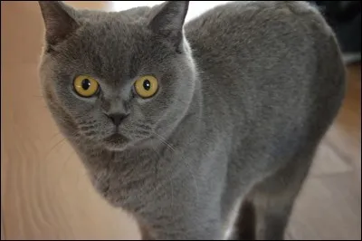 Son animal de compagnie est :