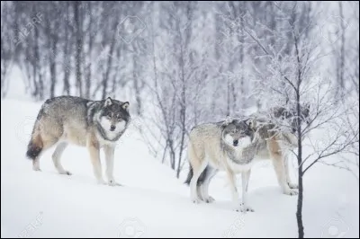 Conjuguez le verbe "Se taire" à la première personne du singulier.