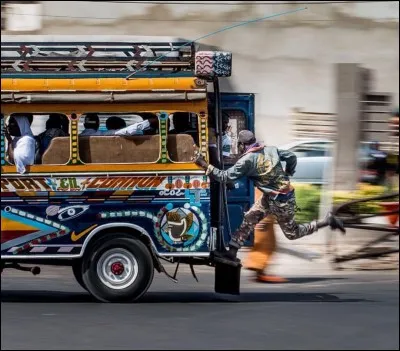 Quel est l'arbre qui est dit "sacré" ?