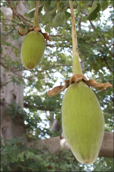 Comment s'appelle le fruit du baobab ?