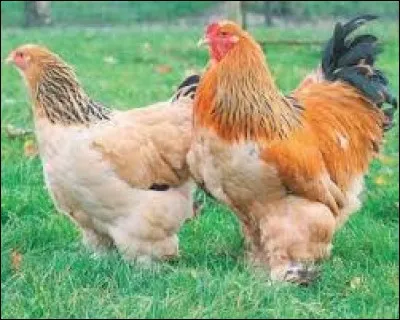 Angoisse, désarroi, chagrin : dé...