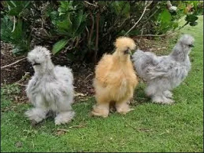 Peinture réalisée avec des couleurs délayées à l'eau, liées avec de la colle ou de la gomme : dé...