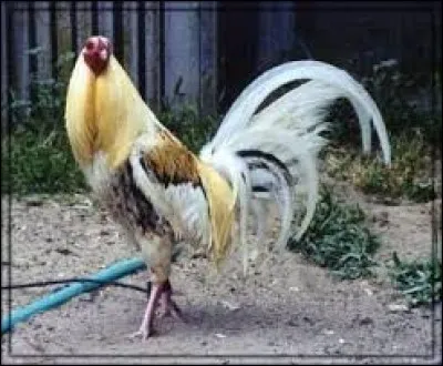 Manière de penser dénuée de bon sens : dé...