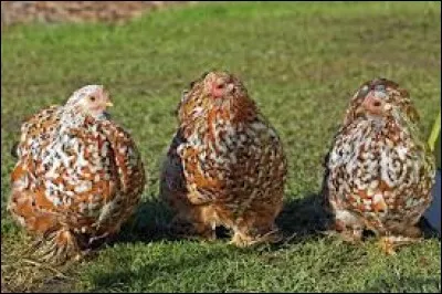 En argot, tuer d'un coup de feu : dé...