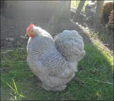 Qualifie un courant électrique déphasé et dont la puissance est nulle : dé...