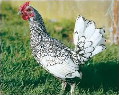 Dérouler le fil qui est sur le fuseau pour le mettre en écheveau : dé...