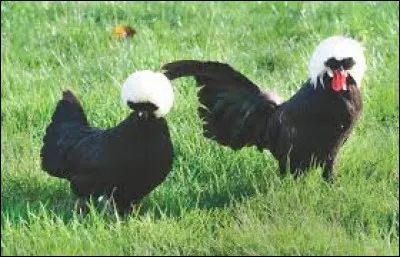 Malchance, infortune, guigne : dé...