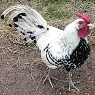 En Suisse, couloir dans les forêts de montagne servant à faire descendre les billes de bois : dé...