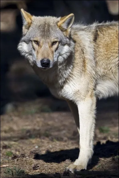 Comment s'appelle le chien héros du roman de Jack London paru en 1906 ?