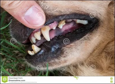 Combien de dents possède un chien adulte ?