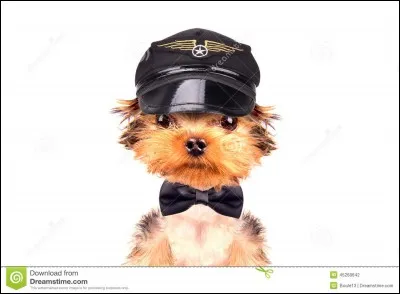 Lequel de ces chiens est le plus approprié pour être utilisé comme chien de garde ?