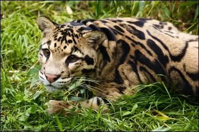 Quel est cet animal ?