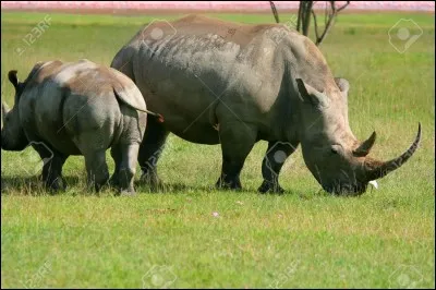 Les rhinocéros suent un liquide inhabituel. Lequel ?