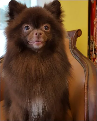 Comment s'appelle le petit chien marron de Jisoo ?