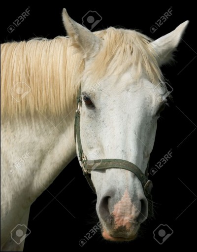 Quel est le sens le plus évolué du cheval ou du poney ?