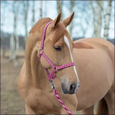 Que faut-il faire si votre cheval tire au renard ?